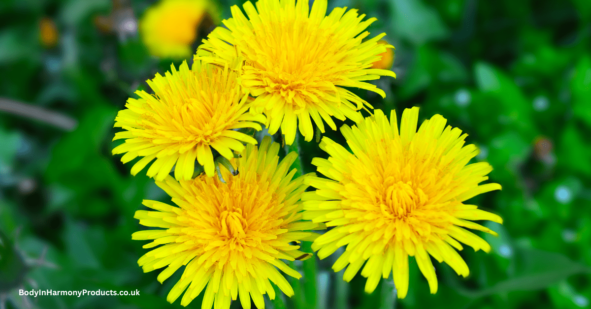 What are the health benefits of the Dandelion
