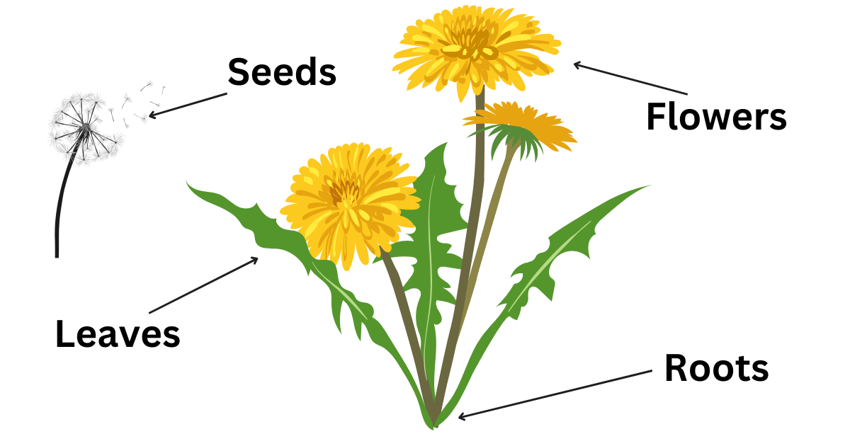 what are the dandelion health benefits description image