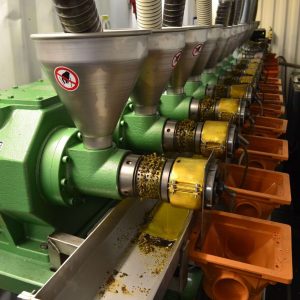 rapeseed oil pressing for the seed oil extraction process