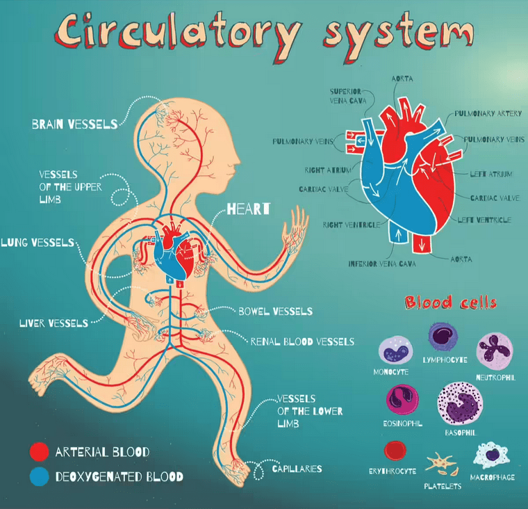 maintain a healthy heart