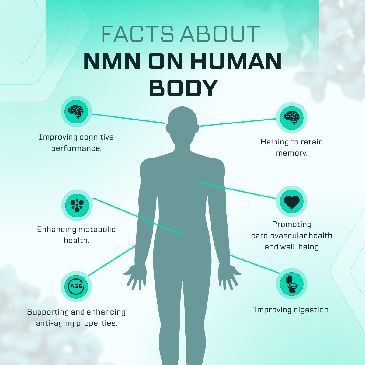  NMN Benefits the Human Body