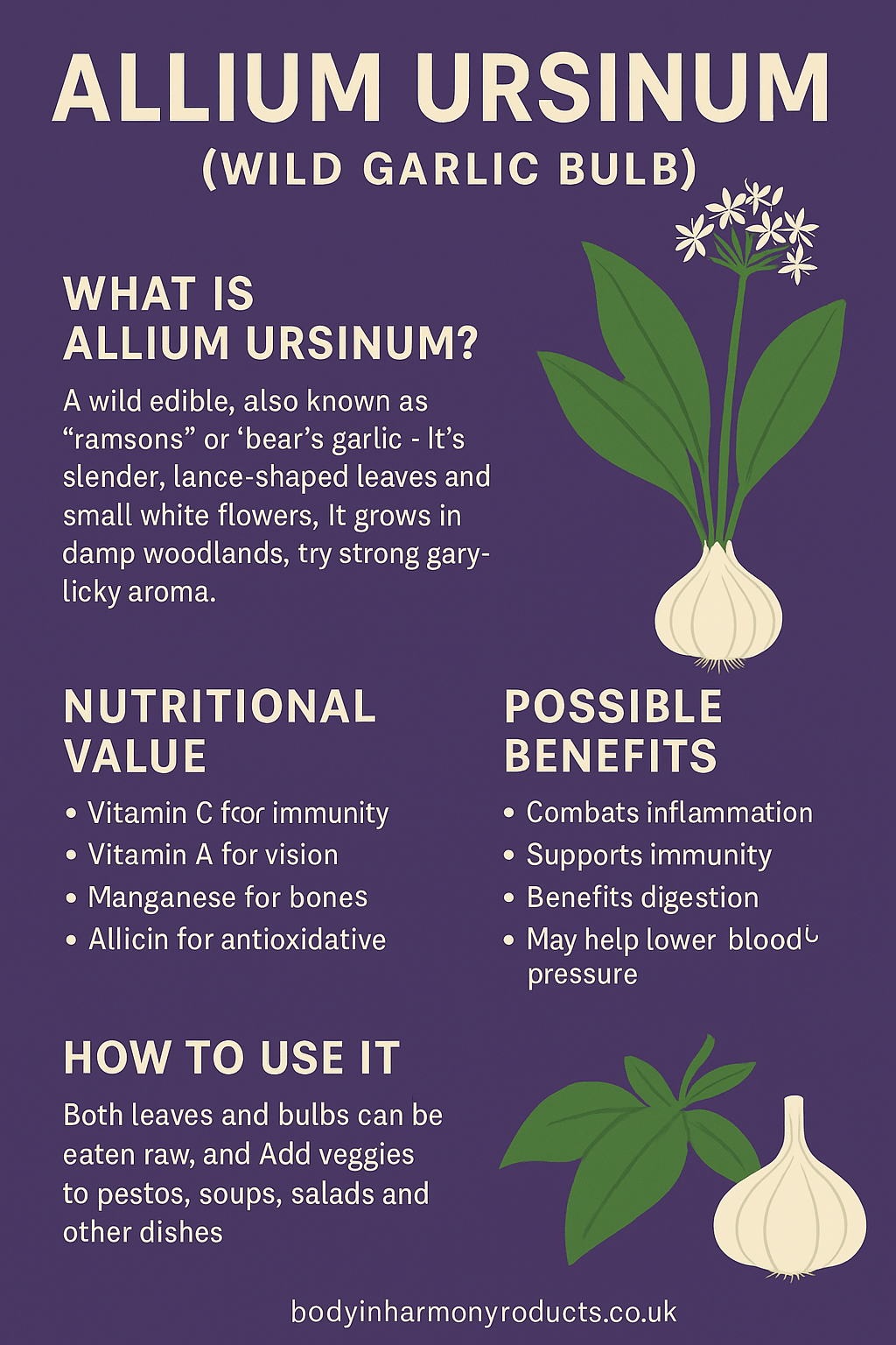Allium Ursinum: Wild Garlic with Powerful Health Benefits