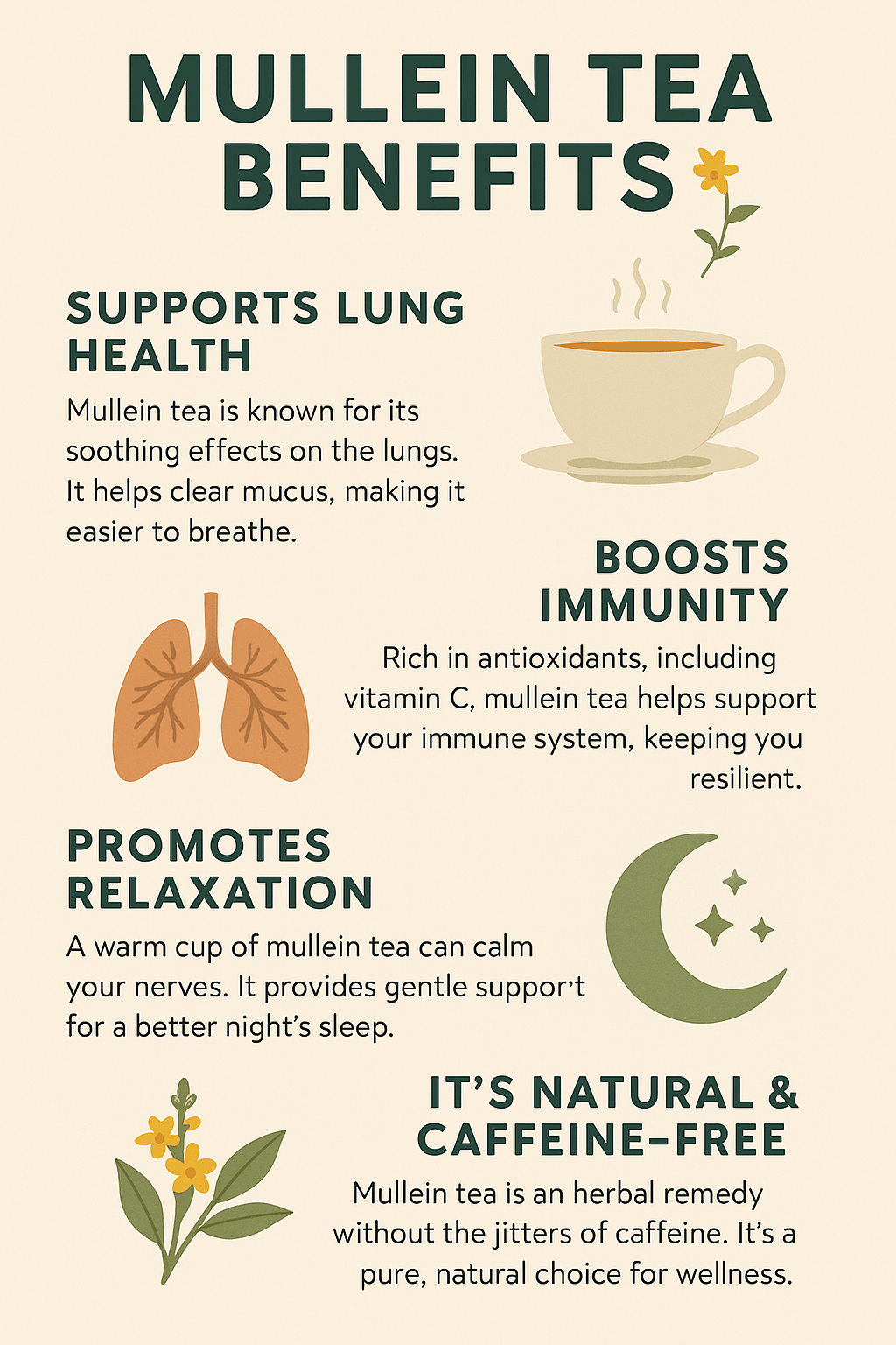 Mullein Tea Benefits: Natural Lung Support in Every Sip