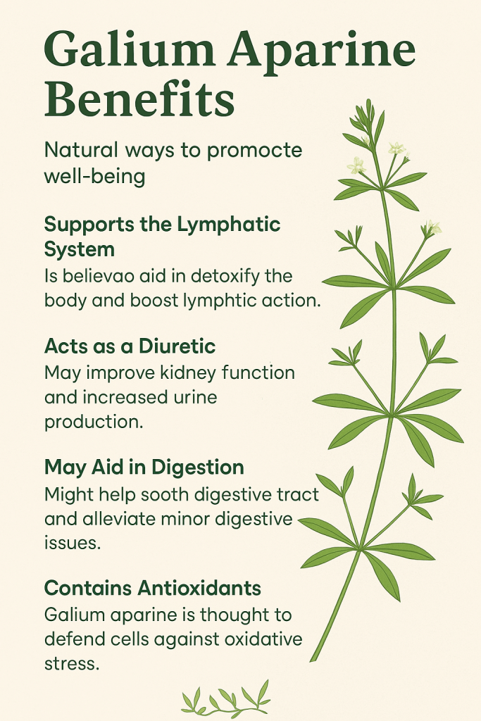Curious about galium aparine benefits? Discover how this sticky wild herb supports detox, clear skin, and lymphatic flow—naturally and gently.