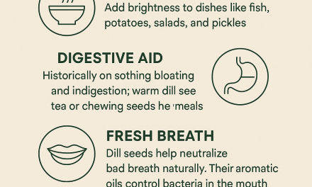 Dill Herb Uses: From Kitchen Favourite to Natural Remedy