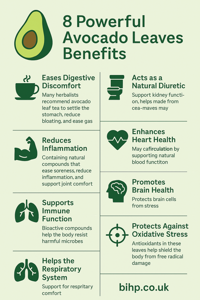 Explore the top avocado leaves benefits, from reducing inflammation to supporting digestion and immunity. Discover this overlooked herbal gem