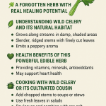 Wild Celery: Ancient Edible or Forgotten Superfood?