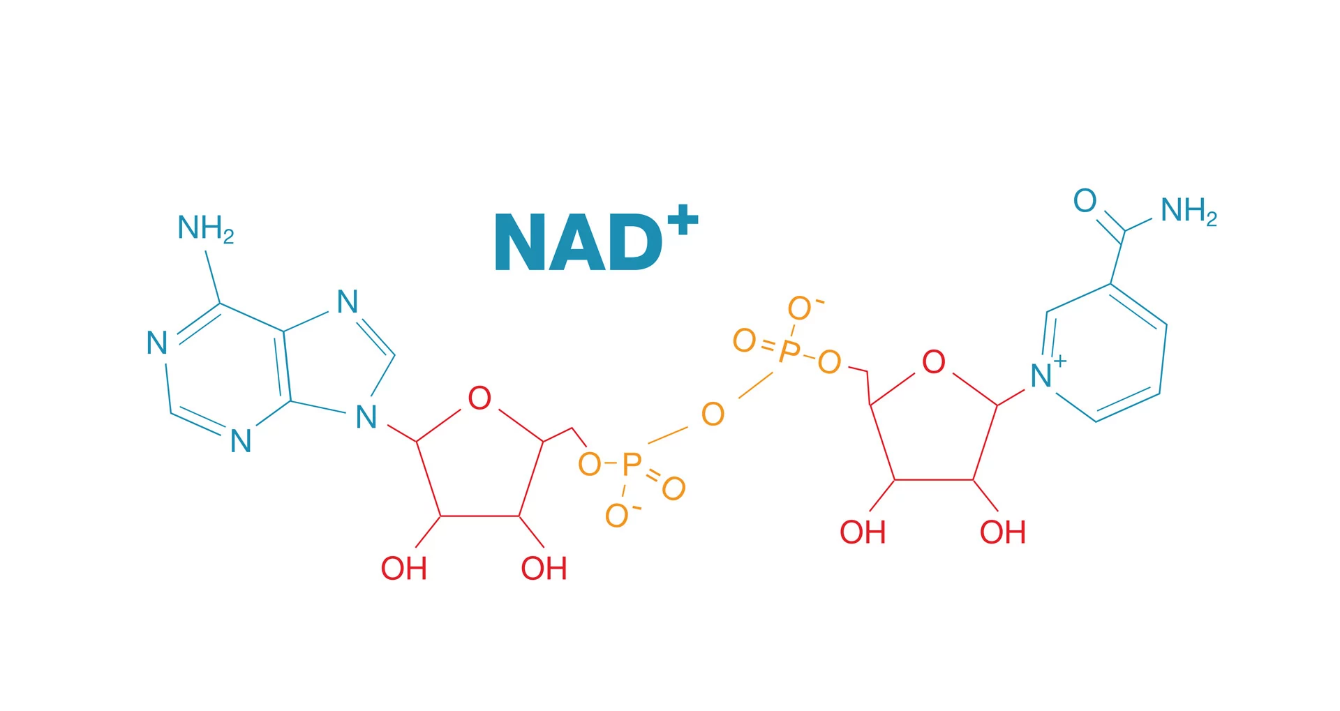 nad+ supplement