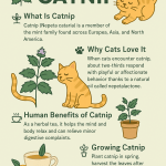 Catnip: Surprising Benefits for You and Your Cats stress level