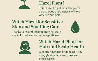 Witch Hazel Plant Benefits for Skin, Scalp and Swelling
