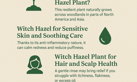 Witch Hazel Plant Benefits for Skin, Scalp and Swelling