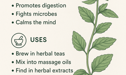 Wood Calamint: Benefits, Uses, Origins & Holistic Healing