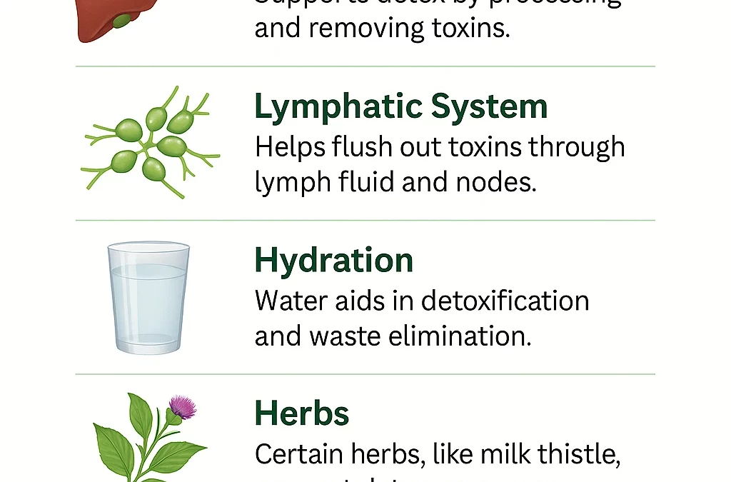 Natural Detox for the Body – Ways to Support Cleansing Naturally