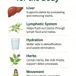 Natural Detox for the Body – Ways to Support Cleansing Naturally