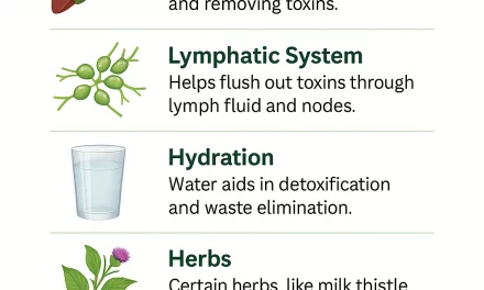 Natural Detox for the Body – Ways to Support Cleansing Naturally